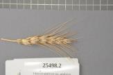 Click for 1 image(s) for this accession. Spike